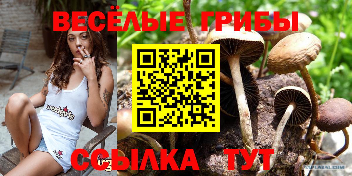 Псилоцибиновые грибы Cubensis Михайловка